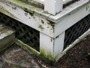 rotting wood