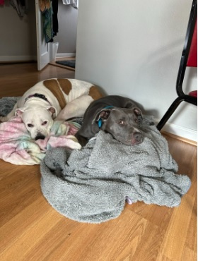 dogs sleeping on blankets